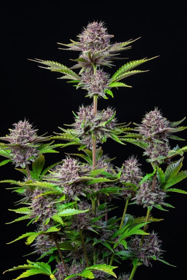 Fastbuds - Purple Punch Auto - 3 Fem Auto seeds