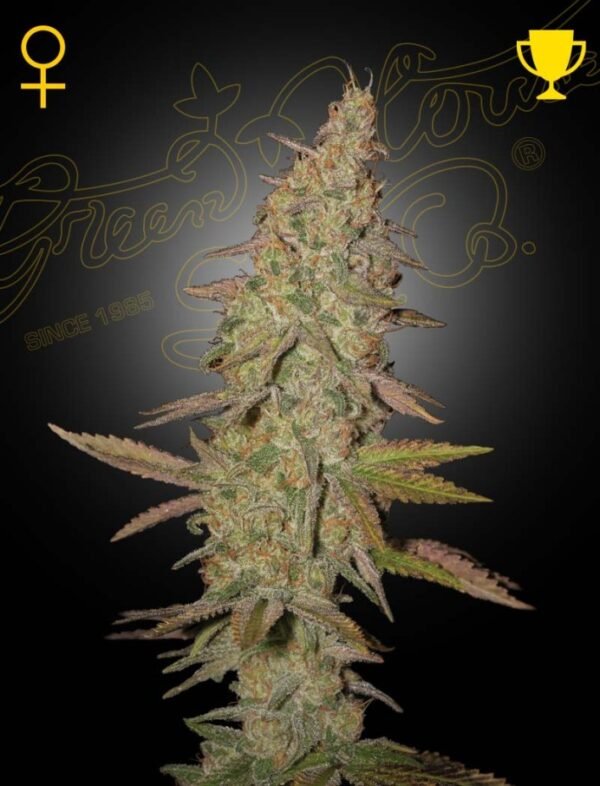 Green House Seed Co - Arjan's Ultra Haze #1 - 5 Fem Photo seeds