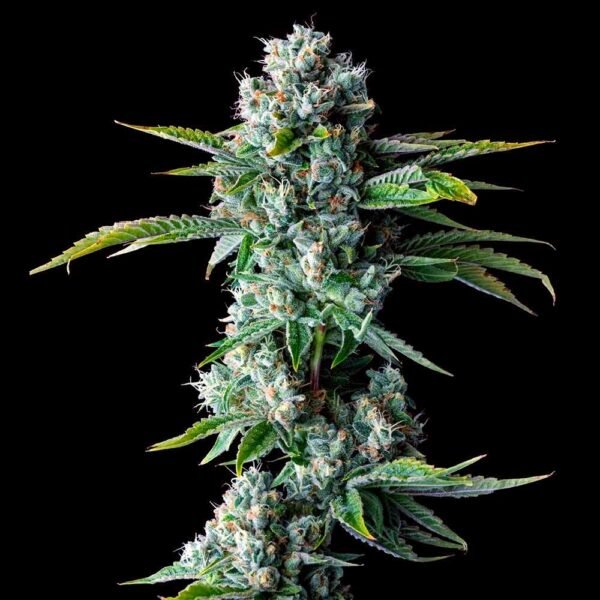 DNA Genetics - Skywalker Kush Auto - 5 Autoflower seeds